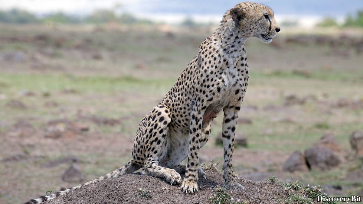 The 50 Fastest Animals in the World: Nature’s Ultimate Speed Guide One of the fastest animals in the world is the Cheetah (Acinonyx jubatus)