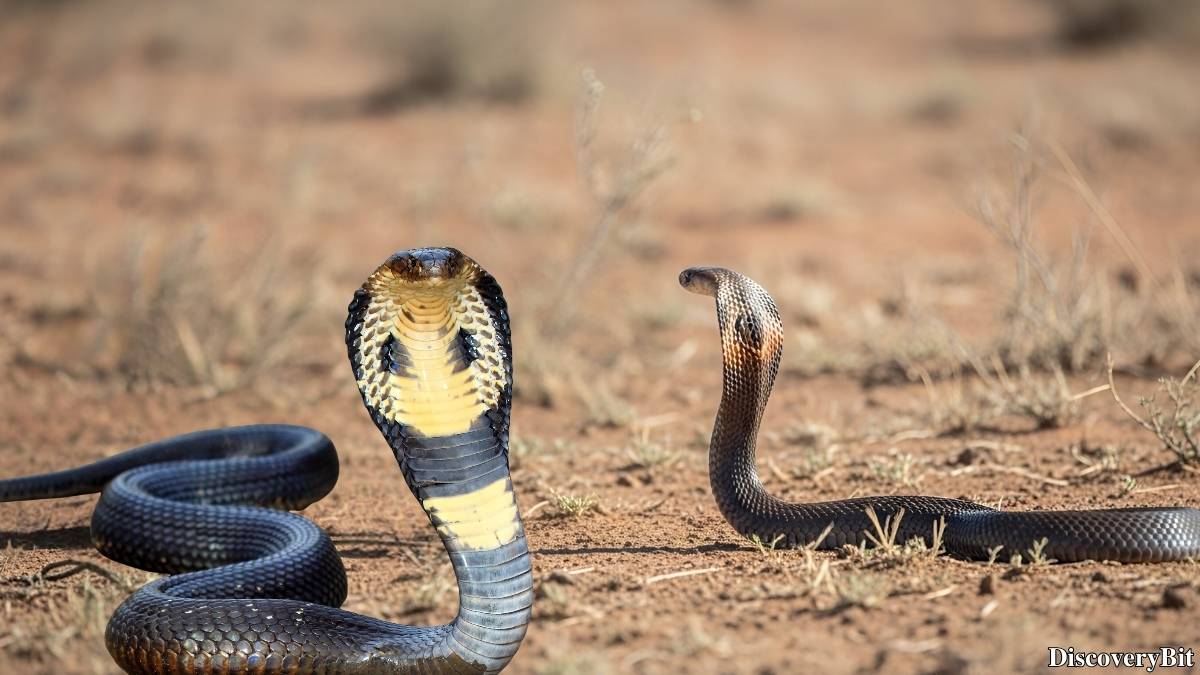Murder, Pride, And Zeal: The Ultimate Guide To Group Names Of Animals Name of the group of animals for Cobras