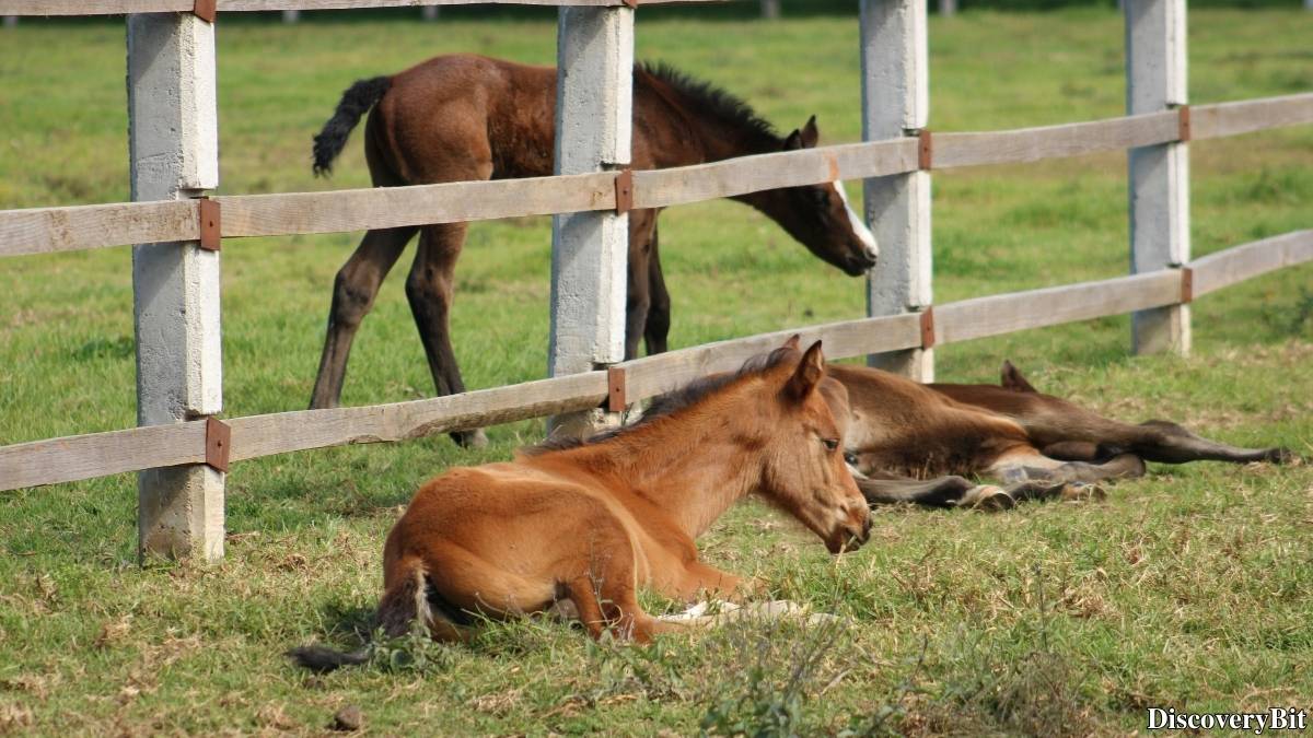 Murder, Pride, And Zeal: The Ultimate Guide To Group Names Of Animals Name of the group of animals for Colts