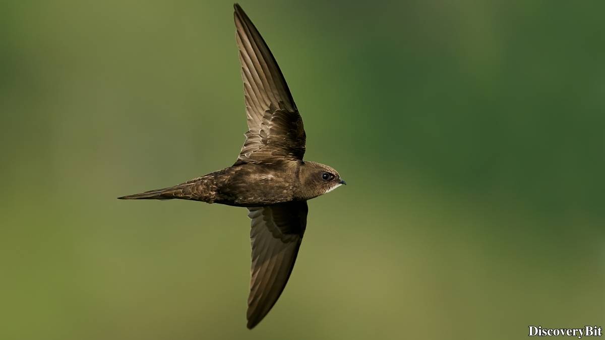 The 50 Fastest Animals in the World: Nature’s Ultimate Speed Guide One of the fastest animals in the world is the Common Swift (Apus apus)