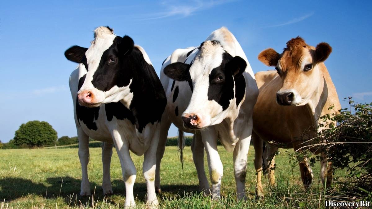 Murder, Pride, And Zeal: The Ultimate Guide To Group Names Of Animals Name of the group of animals for Cows