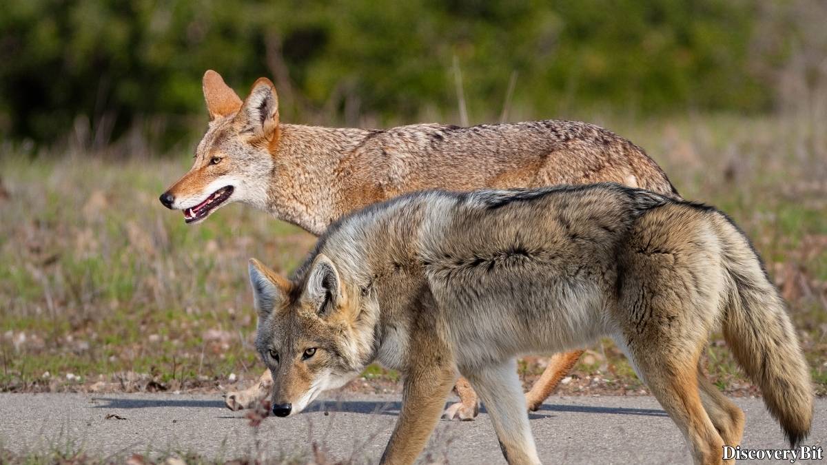 Murder, Pride, And Zeal: The Ultimate Guide To Group Names Of Animals Name of the group of animals for Coyotes