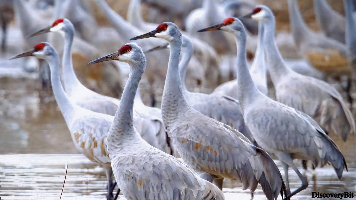 Murder, Pride, And Zeal: The Ultimate Guide To Group Names Of Animals Name of the group of animals for Cranes