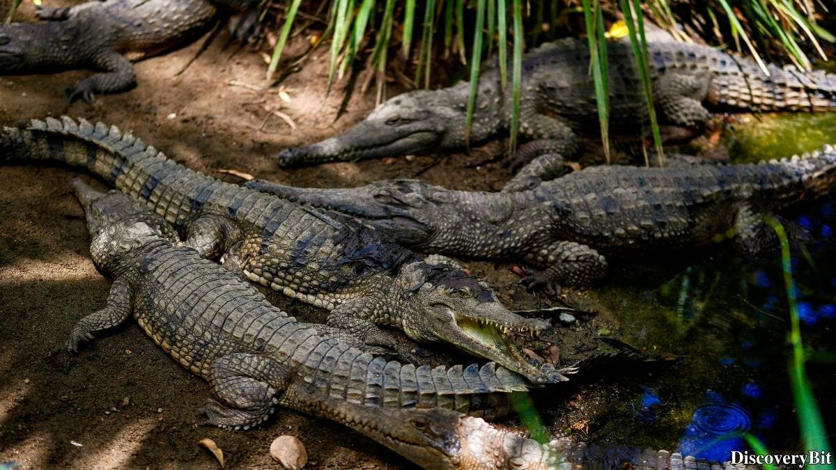 Murder, Pride, And Zeal: The Ultimate Guide To Group Names Of Animals Name of the group of animals for Crocodiles