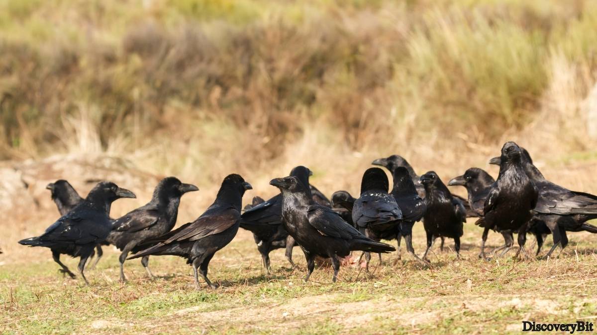Murder, Pride, And Zeal: The Ultimate Guide To Group Names Of Animals Name of the group of animals for Crows