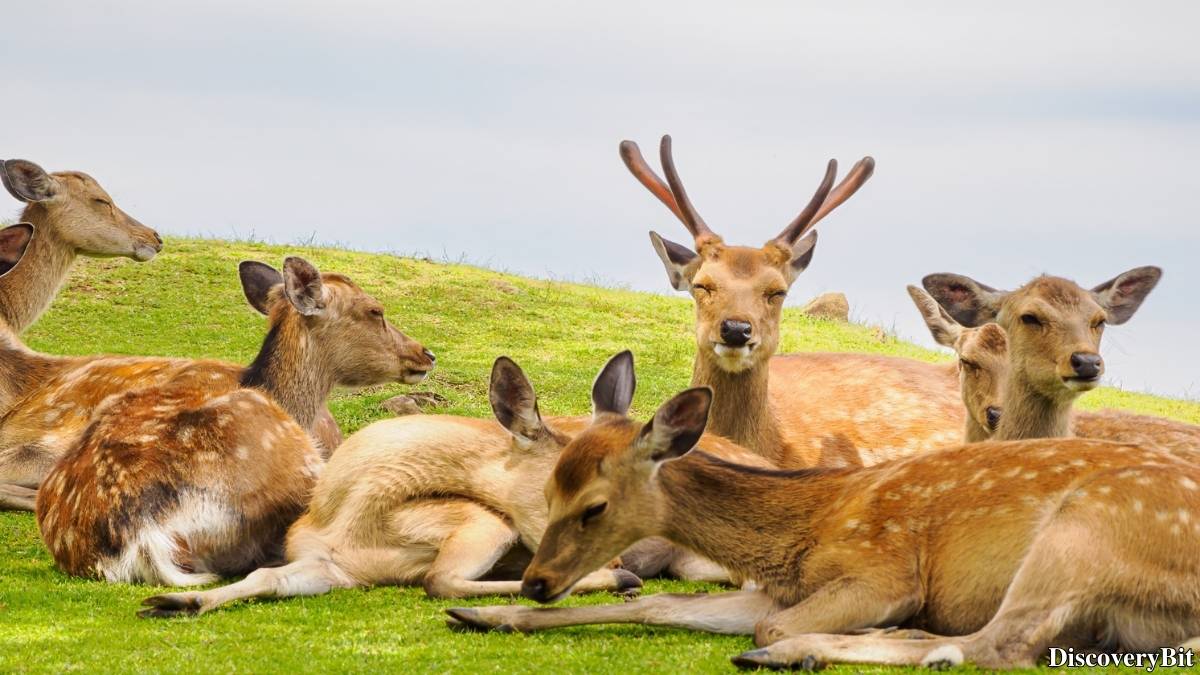 Murder, Pride, And Zeal: The Ultimate Guide To Group Names Of Animals Name of the group of animals for Deer