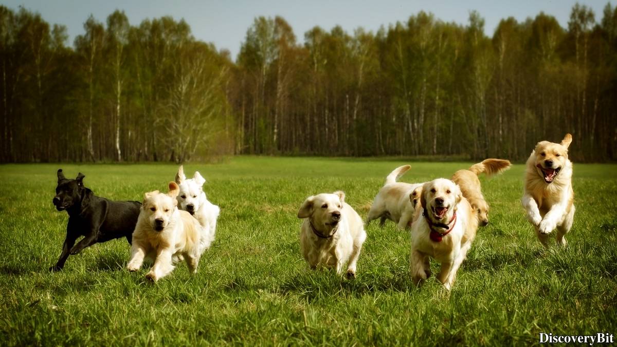 Murder, Pride, And Zeal: The Ultimate Guide To Group Names Of Animals Name of the group of animals for Dogs
