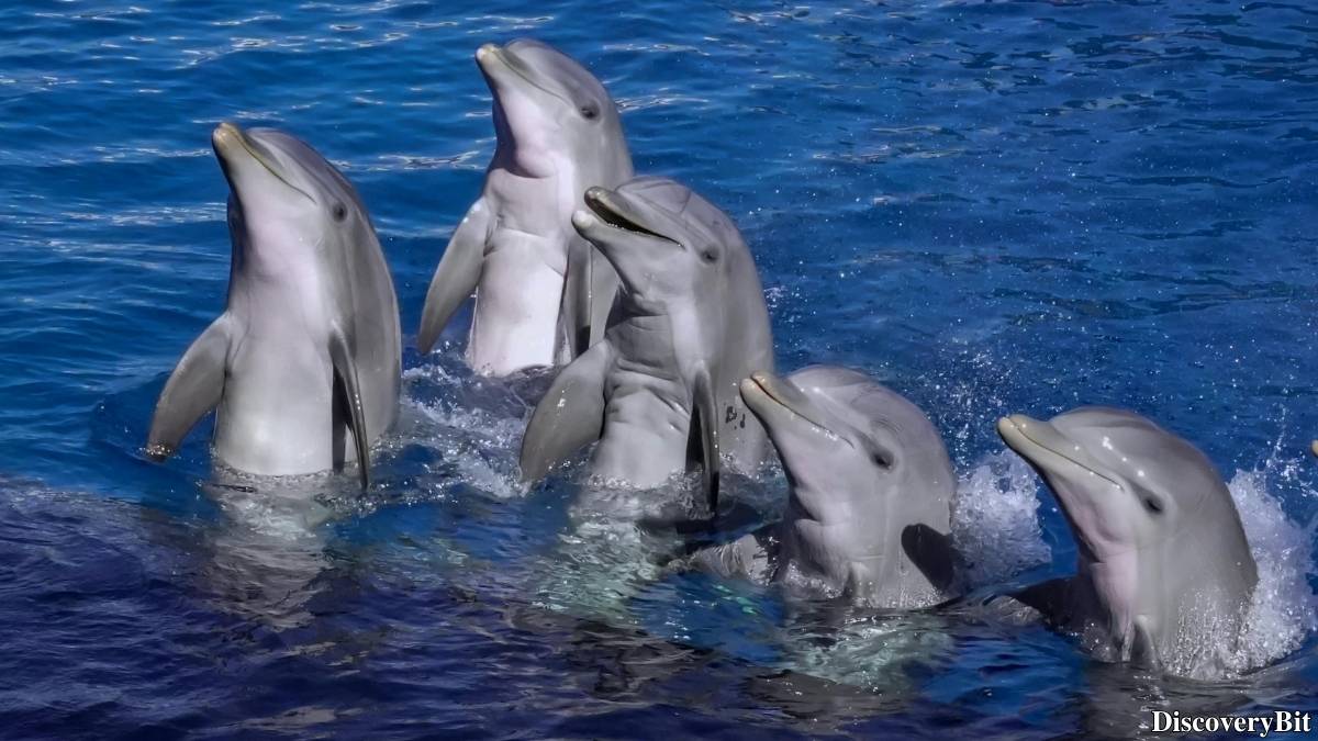 The 50 Fastest Animals in the World: Nature’s Ultimate Speed Guide One of the fastest animals in the world is the Dolphin (Tursiops truncatus)