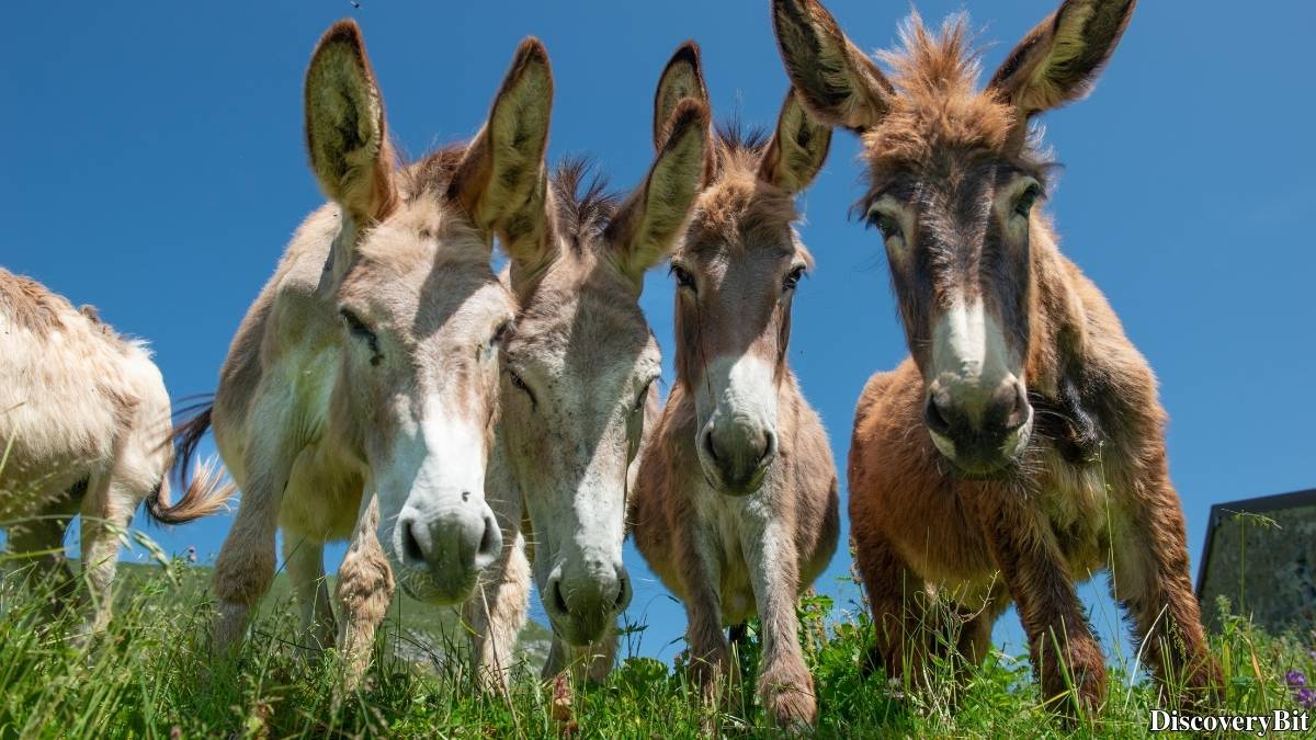 Murder, Pride, And Zeal: The Ultimate Guide To Group Names Of Animals Name of the group of animals for Donkeys