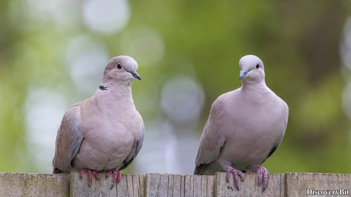 Murder, Pride, And Zeal: The Ultimate Guide To Group Names Of Animals Name of the group of animals for Doves
