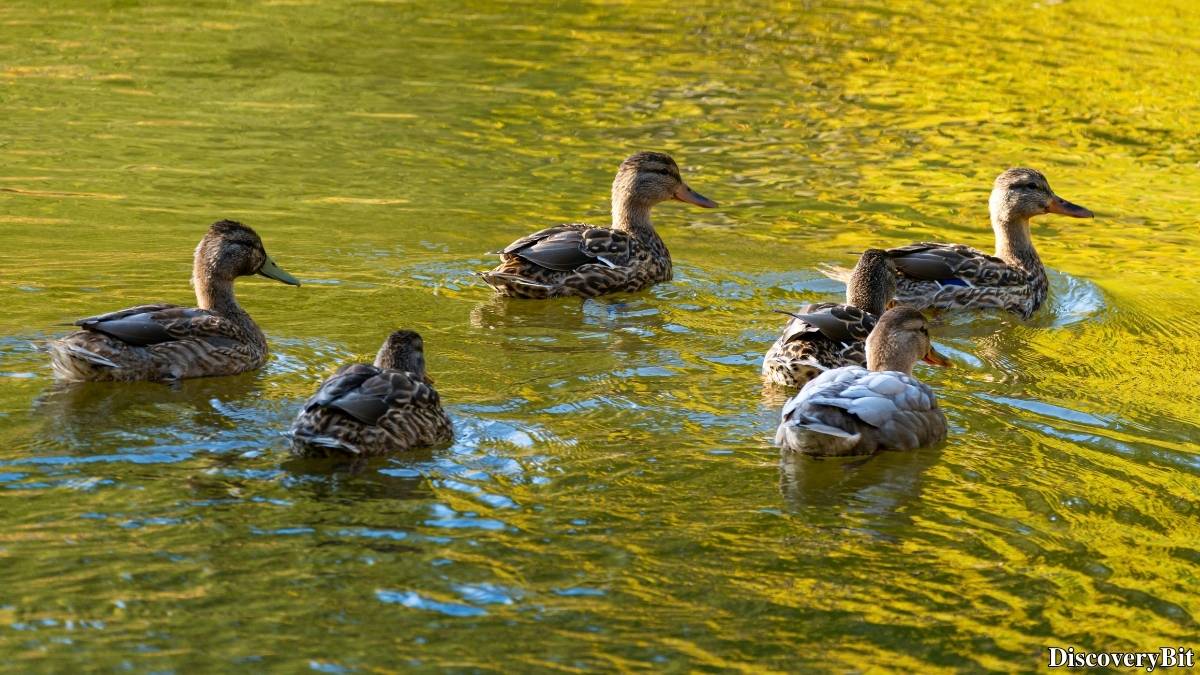 Murder, Pride, And Zeal: The Ultimate Guide To Group Names Of Animals Name of the group of animals for Ducks