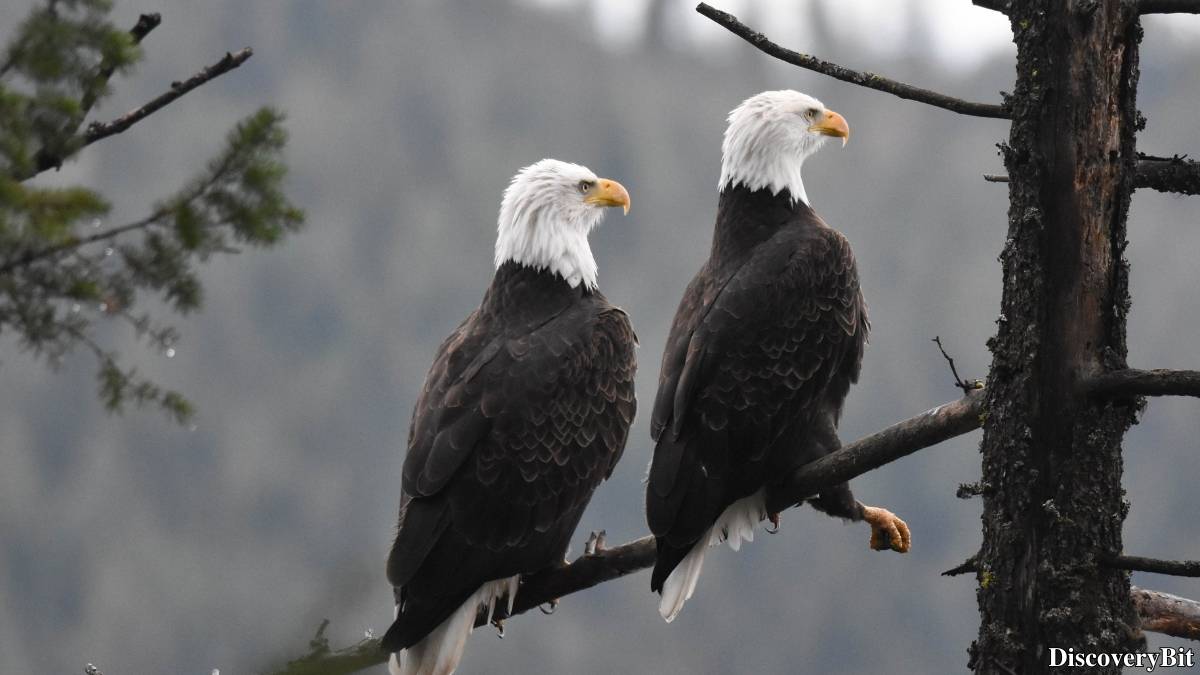 Murder, Pride, And Zeal: The Ultimate Guide To Group Names Of Animals Name of the group of animals for Eagles