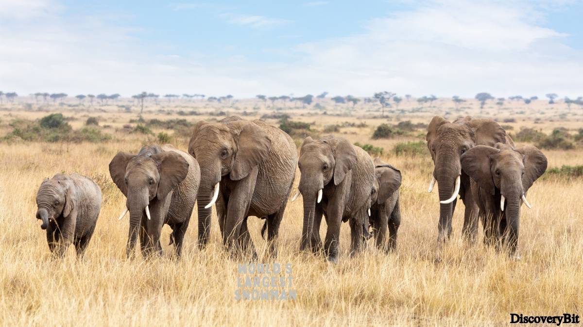 Murder, Pride, And Zeal: The Ultimate Guide To Group Names Of Animals Name of the group of animals for Elephants