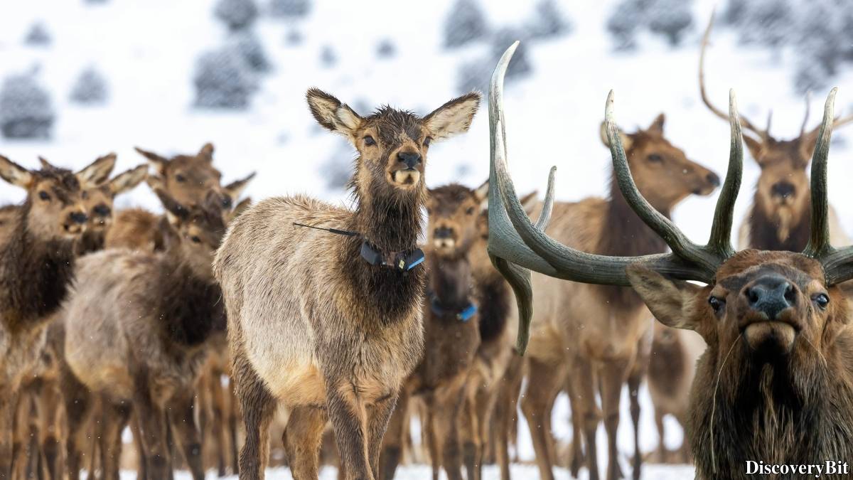 Murder, Pride, And Zeal: The Ultimate Guide To Group Names Of Animals Name of the group of animals for Elk