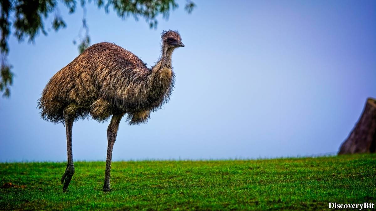 The 50 Fastest Animals in the World: Nature’s Ultimate Speed Guide One of the fastest animals in the world is the Emu (Dromaius novaehollandiae)