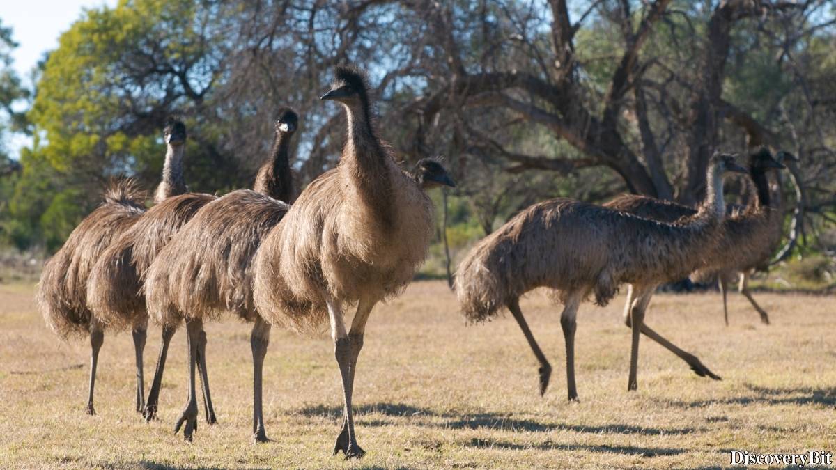 Murder, Pride, And Zeal: The Ultimate Guide To Group Names Of Animals Name of the group of animals for Emus
