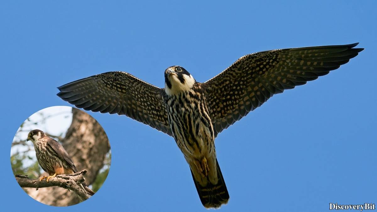 The 50 Fastest Animals in the World: Nature’s Ultimate Speed Guide One of the fastest animals in the world is the Eurasian Hobby (Falco subbuteo)