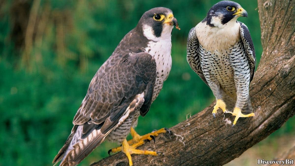 Murder, Pride, And Zeal: The Ultimate Guide To Group Names Of Animals Name of the group of animals for Falcons