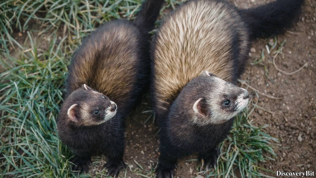Murder, Pride, And Zeal: The Ultimate Guide To Group Names Of Animals Name of the group of animals for Ferrets