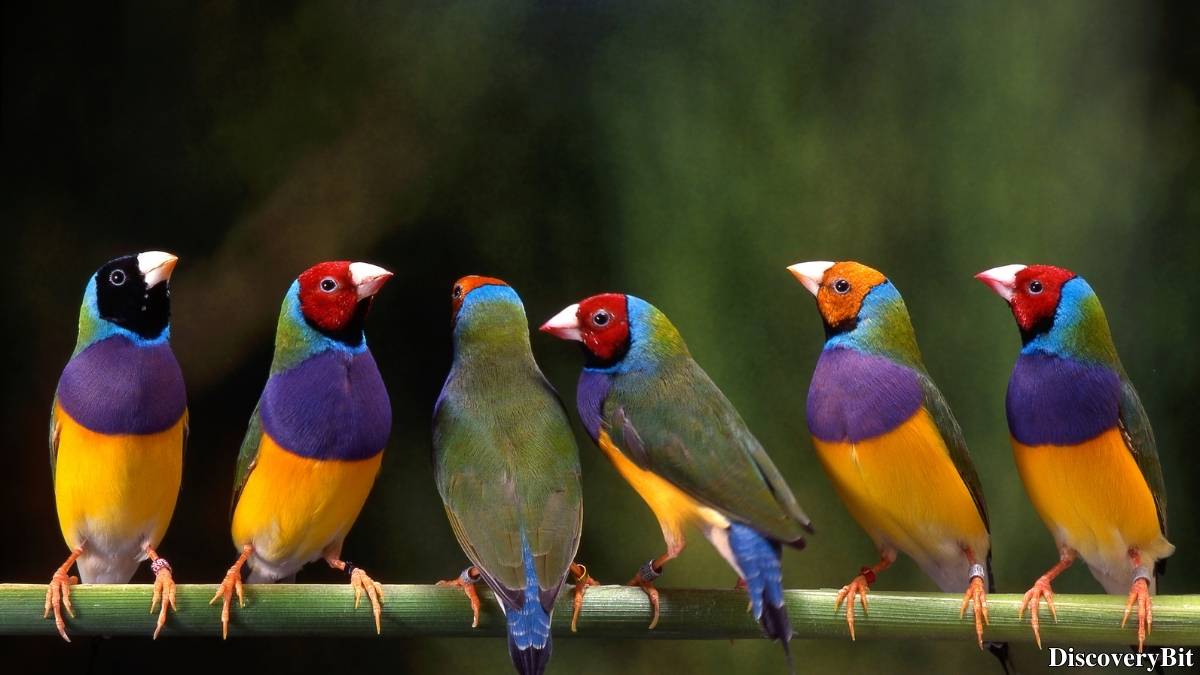 Murder, Pride, And Zeal: The Ultimate Guide To Group Names Of Animals Name of the group of animals for Finches