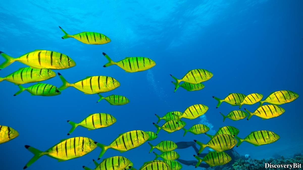 Murder, Pride, And Zeal: The Ultimate Guide To Group Names Of Animals Name of the group of animals for Fish