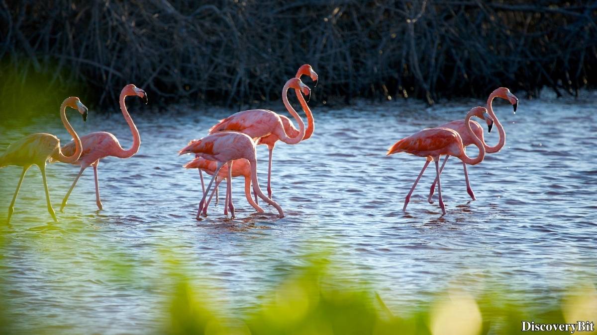 Murder, Pride, And Zeal: The Ultimate Guide To Group Names Of Animals Name of the group of animals for Flamingos