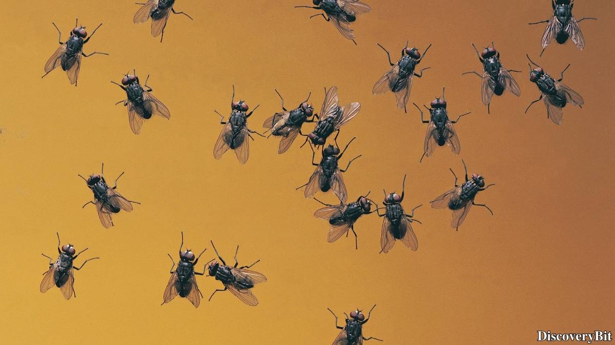 Murder, Pride, And Zeal: The Ultimate Guide To Group Names Of Animals Name of the group of animals for Flies