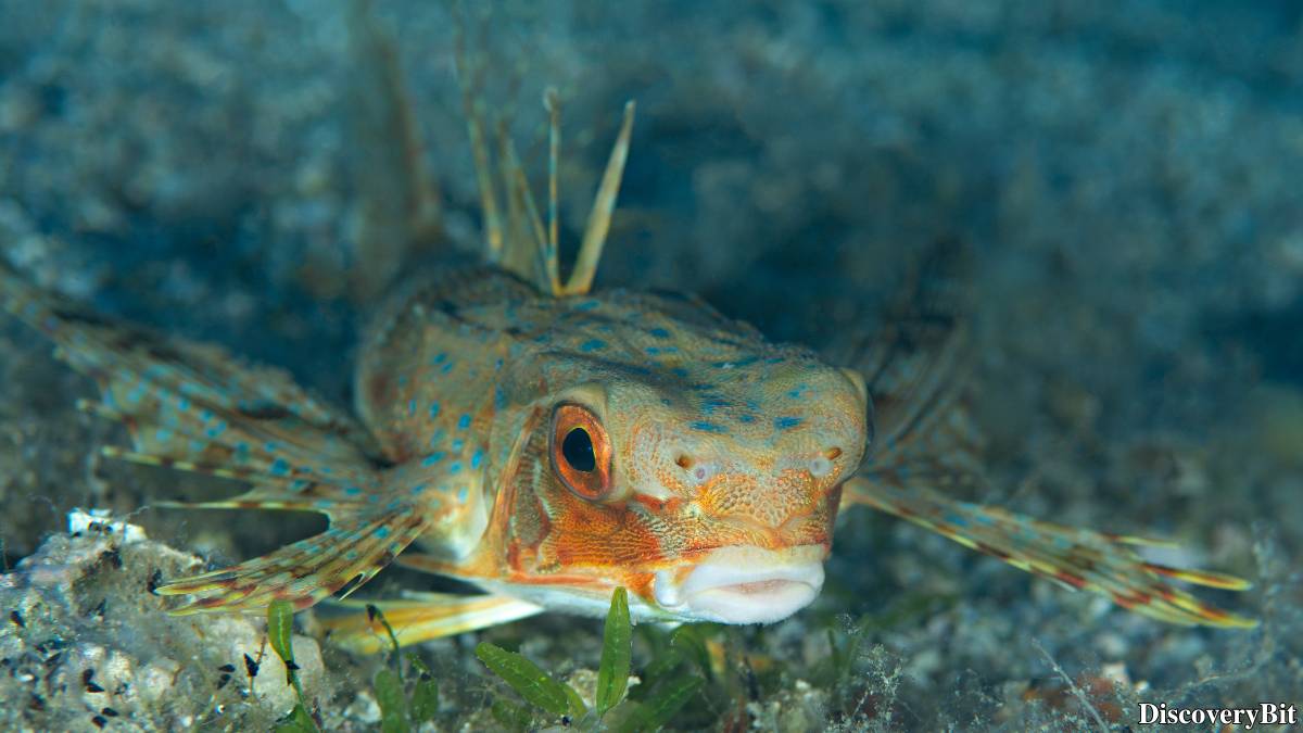 The 50 Fastest Animals in the World: Nature’s Ultimate Speed Guide One of the fastest animals in the world is the Flying Fish (Exocoetus volitans)
