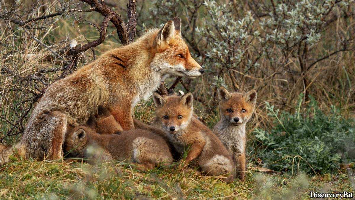 Murder, Pride, And Zeal: The Ultimate Guide To Group Names Of Animals Name of the group of animals for Foxes