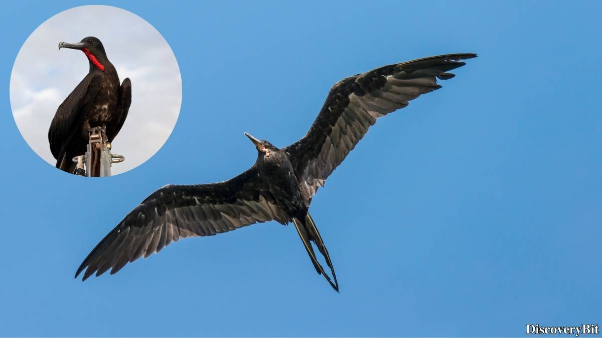The 50 Fastest Animals in the World: Nature’s Ultimate Speed Guide One of the fastest animals in the world is the Frigatebird (Fregata magnificens)