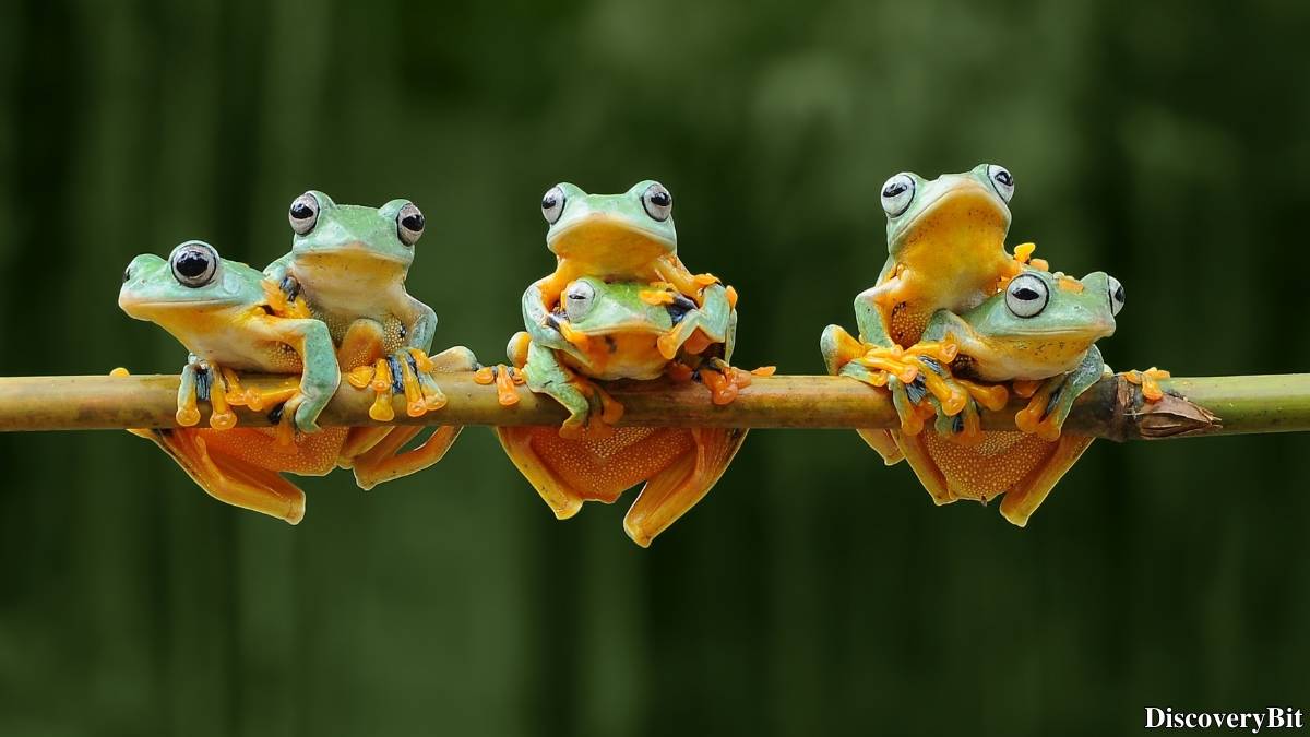 Murder, Pride, And Zeal: The Ultimate Guide To Group Names Of Animals Name of the group of animals for Frogs