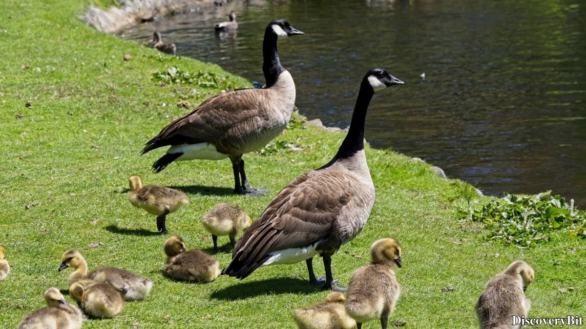 Murder, Pride, And Zeal: The Ultimate Guide To Group Names Of Animals Name of the group of animals for Geese