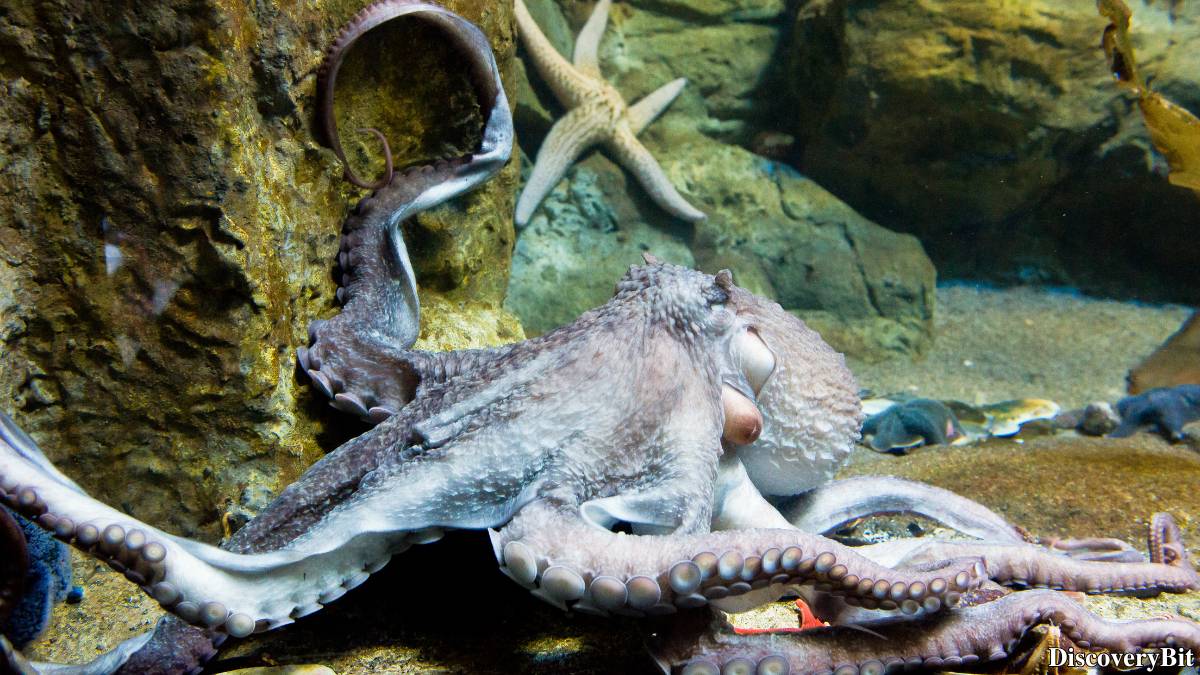 The 50 Fastest Animals in the World: Nature’s Ultimate Speed Guide One of the fastest animals in the world is the Giant Pacific Octopus (Enteroctopus dofleini)