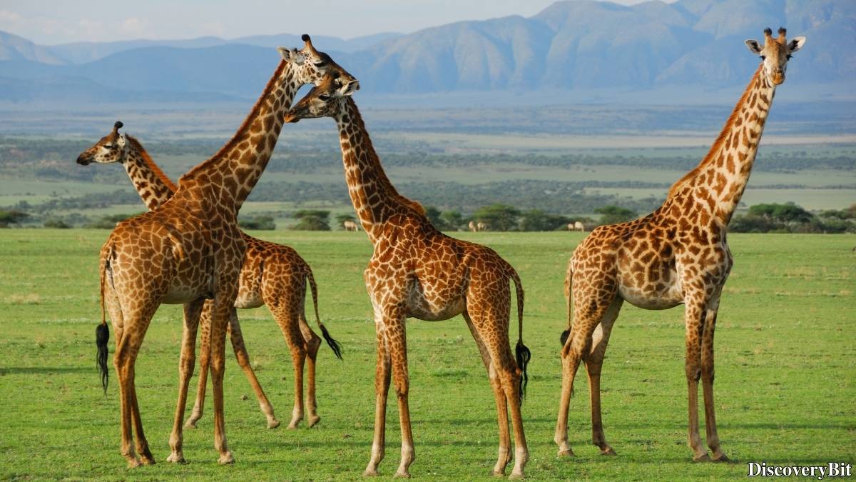 Murder, Pride, And Zeal: The Ultimate Guide To Group Names Of Animals Name of the group of animals for Giraffes