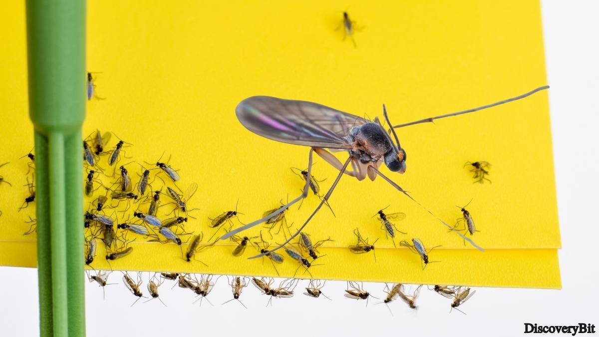 Murder, Pride, And Zeal: The Ultimate Guide To Group Names Of Animals Name of the group of animals for Gnats