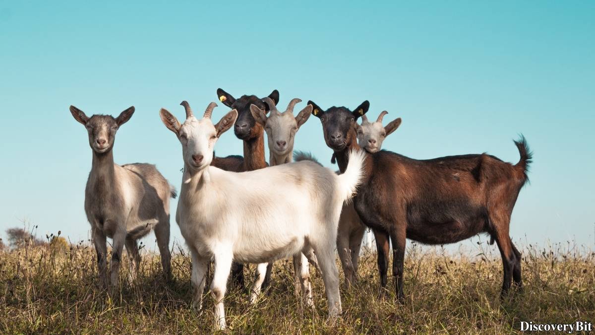 Murder, Pride, And Zeal: The Ultimate Guide To Group Names Of Animals Name of the group of animals for Goats