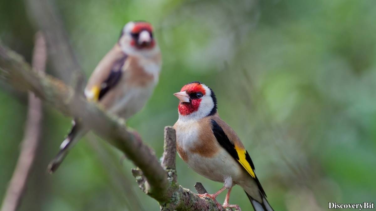 Murder, Pride, And Zeal: The Ultimate Guide To Group Names Of Animals Name of the group of animals for Goldfinches