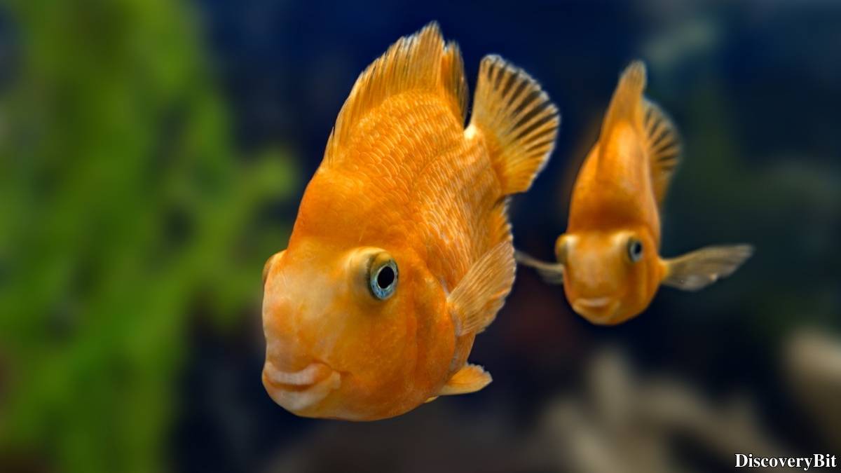 Murder, Pride, And Zeal: The Ultimate Guide To Group Names Of Animals Name of the group of animals for Goldfish