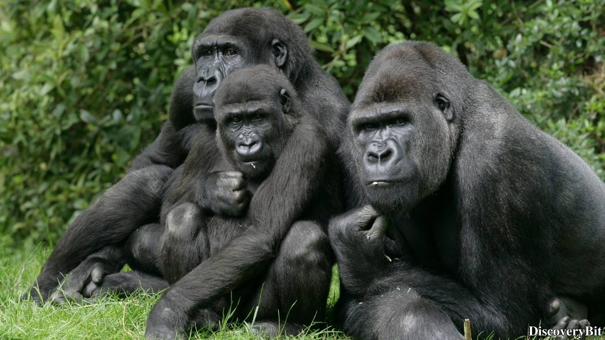 Murder, Pride, And Zeal: The Ultimate Guide To Group Names Of Animals Name of the group of animals for Gorillas