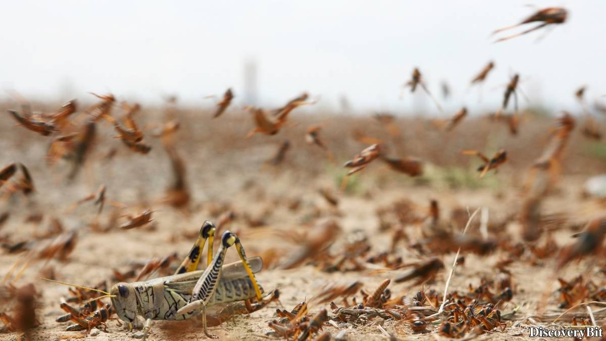 Murder, Pride, And Zeal: The Ultimate Guide To Group Names Of Animals Name of the group of animals for Grasshoppers