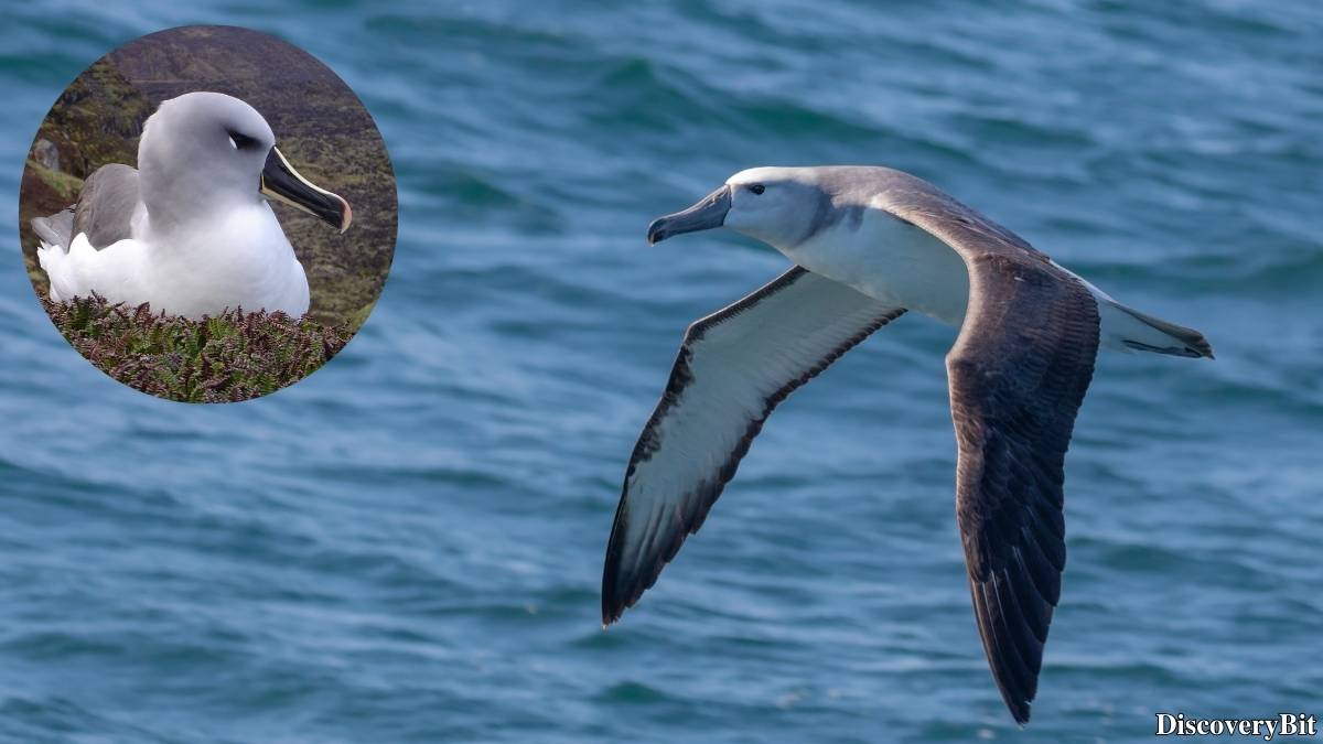 The 50 Fastest Animals in the World: Nature’s Ultimate Speed Guide One of the fastest animals in the world is the Grey-Headed Albatross (Thalassarche chrysostoma)