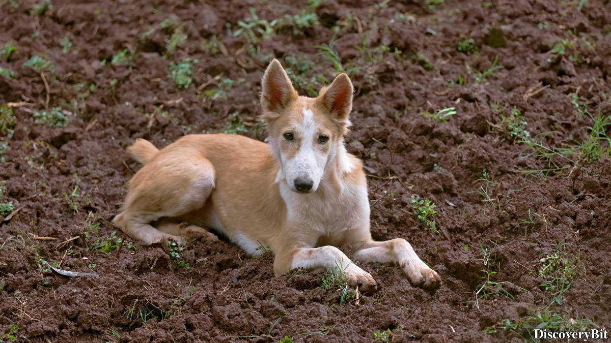 The 50 Fastest Animals in the World: Nature’s Ultimate Speed Guide One of the fastest animals in the world is the Greyhound (Canis lupus familiaris)