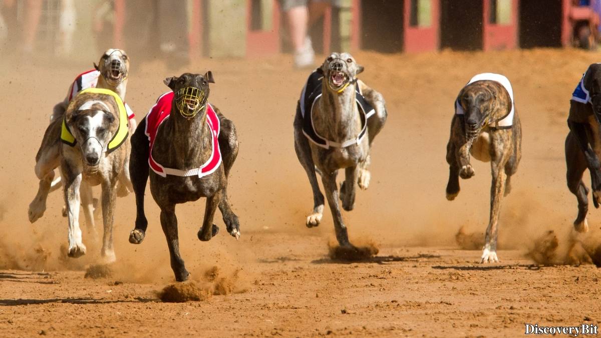 Murder, Pride, And Zeal: The Ultimate Guide To Group Names Of Animals Name of the group of animals for Greyhounds