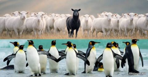 Group of animals