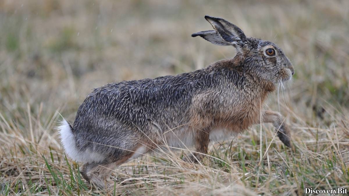 The 50 Fastest Animals in the World: Nature’s Ultimate Speed Guide One of the fastest animals in the world is the Hare (Lepus europaeus)