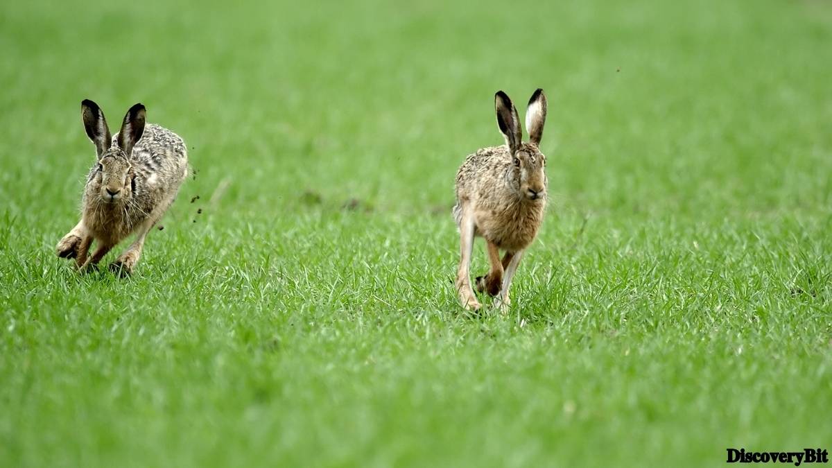 Murder, Pride, And Zeal: The Ultimate Guide To Group Names Of Animals Name of the group of animals for Hares