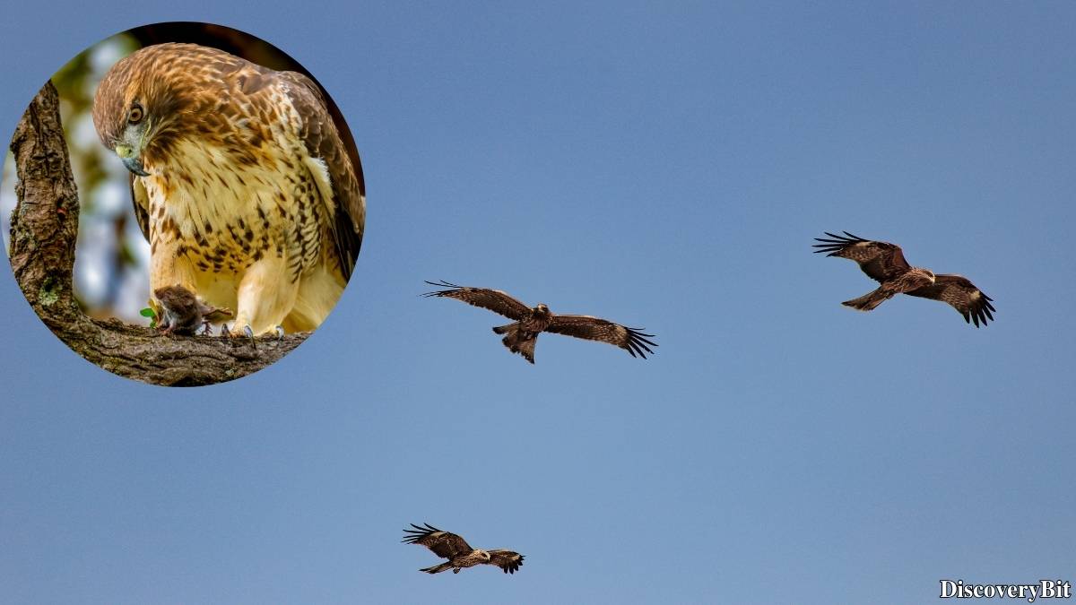 Murder, Pride, And Zeal: The Ultimate Guide To Group Names Of Animals Name of the group of animals for Hawks
