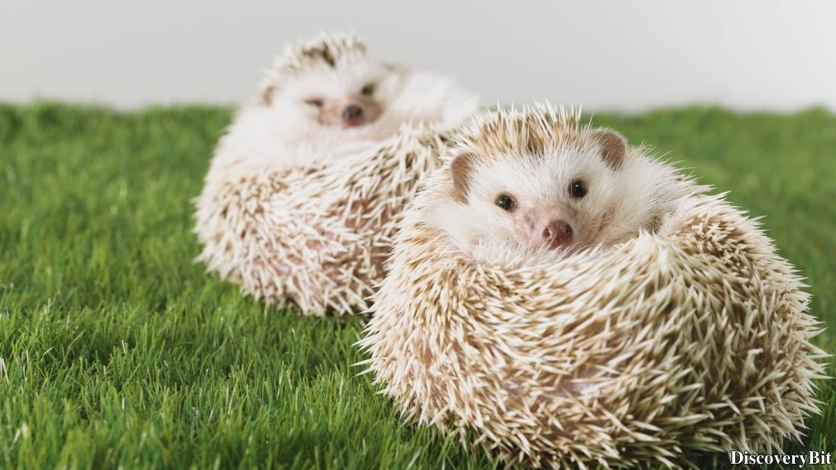 Murder, Pride, And Zeal: The Ultimate Guide To Group Names Of Animals Name of the group of animals for Hedgehogs