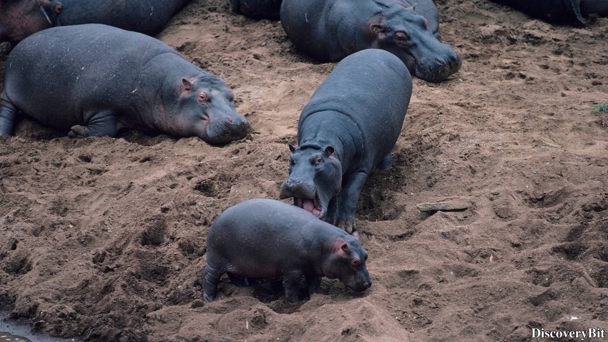 Murder, Pride, And Zeal: The Ultimate Guide To Group Names Of Animals Name of the group of animals for Hippopotami