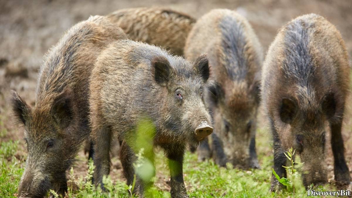 Name of the group of animals for Hogs